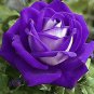 Chinese Rose Tree Purple Big Blooms Flowers with White Edge - 10 Seeds