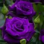 Chinese Rose Tree Purple Big Blooms Flowers with White Edge - 10 Seeds
