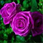 Chinese Rose Tree Purple Big Blooms Flowers with White Edge - 10 Seeds
