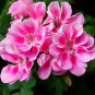 Brookside Fantasy Light Pink Geranium - 10 Seeds