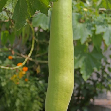 Bottle Gourd NAM Tao Yao (Asian Vegetable) - 100 Seeds