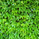 Boston Ivy Outdoor Creepers Plant - 100 Seeds