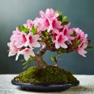 Bonsai Rhododendron Flower Easy to Grow Azalea Bonsai Family & Garden - 100 Seed Bonsai Rhododendron Flower Easy to Grow Azalea Bonsai Family & Garden - 100 Seed