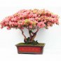 Bonsai Rhododendron Flower Easy to Grow Azalea Bonsai Family & Garden - 100 Seed