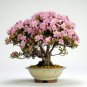 Bonsai Rhododendron Flower Easy to Grow Azalea Bonsai Family & Garden - 100 Seed