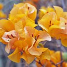 Bougainvillea Orangish Golden - Color 100 Seeds