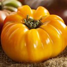 Brandywine Yellow Big Zac Tomato - 100 Seeds
