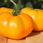 Brandywine Yellow Big Zac Tomato - 100 Seeds