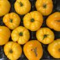 Brandywine Yellow Big Zac Tomato - 100 Seeds