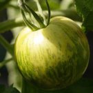 Bright Green White Zebra Tomato - 100 Seeds Bright Green White Zebra Tomato - 100 Seeds