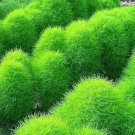 Broomsedge Flores Lawn plantas Bonsai Lawn Plante - 100 Seeds