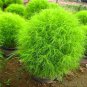 Broomsedge Flores Lawn plantas Bonsai Lawn Plante - 100 Seeds