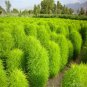 Broomsedge Flores Lawn plantas Bonsai Lawn Plante - 100 Seeds