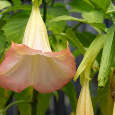 Brugmansia Datura Mixed - 100 Seeds