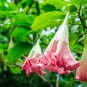 Brugmansia Datura Mixed - 100 Seeds