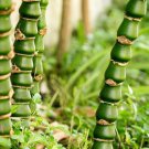 Buddha Bamboo Bonsai Ornamental Plants - 100 Seeds Buddha Bamboo Bonsai Ornamental Plants - 100 Seeds