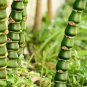 Buddha Bamboo Bonsai Ornamental Plants - 100 Seeds