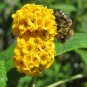 Buddleja lindleyana Orangish Yellow Flowers - 100 Seeds