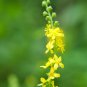 Buddleja lindleyana Orangish Yellow Flowers - 100 Seeds
