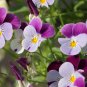Chinese Violet Beautiful herba violae Flower - 100 Seeds