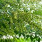 Buy Vitex Negundo Tree Semente - 100 Seeds