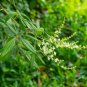 Buy Vitex Negundo Tree Semente - 100 Seeds