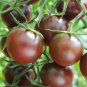 Chocolate Cherry Tomato Plant - 100 Seeds