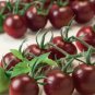 Chocolate Cherry Tomato Plant - 100 Seeds