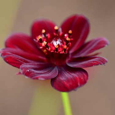 Chocolate Cosmos Plant - 100 Seeds