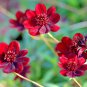 Chocolate Cosmos Plant - 100 Seeds
