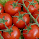 Chocolate Pear-shaped Cherry Tomato - 100 Seeds