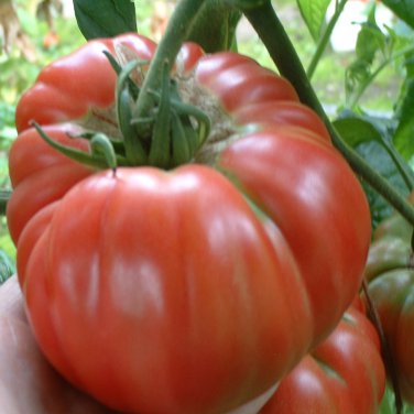 Chocolate Ruffled Tomato - 100 Seeds