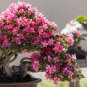 Bonsai Rhododendron Azalea Flower - 100 Seeds