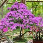 Bonsai Rhododendron Azalea Flower - 100 Seeds