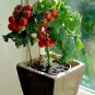 Bonsai Tomato Giant 36 Types of Vegetable Fruits - 100 Seeds