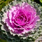 Brassica Oleracea Heirloom Cabbage Flower Bonsai Kale Ornamental Plant - 100 See