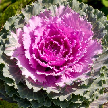 Brassica Oleracea Heirloom Cabbage Flower Bonsai Kale Ornamental Plant - 100 See
