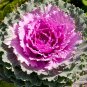 Brassica Oleracea Heirloom Cabbage Flower Bonsai Kale Ornamental Plant - 100 See