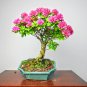 Bougainvillea Spectabilis Willd Bonsai Plant - 103 Seeds