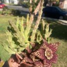 Bonsai Plants Stapelia Pulchella Plant Perennial Flower Bonsai - 120 Seeds