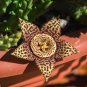 Bonsai Plants Stapelia Pulchella Plant Perennial Flower Bonsai - 120 Seeds