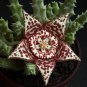 Bonsai Plants Stapelia Pulchella Plant Perennial Flower Bonsai - 120 Seeds
