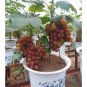 Bonsai Super Black Grape 'Hei Fei' Organic - 15 Seeds