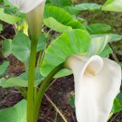 BULBS Calla Flower - 2 Seeds