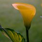 BULBS Calla Flower - 2 Seeds
