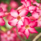 Border Gem' Adenium Obesum Indoor Bonsai Flower - 2 Seeds