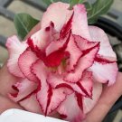 'Chounv Wudi' Adenium Desert Rose - 2 Seeds