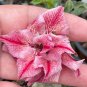 'Chounv Wudi' Adenium Desert Rose - 2 Seeds