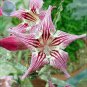'Chounv Wudi' Adenium Desert Rose - 2 Seeds
