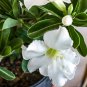 Bright White Adenium with light pink stripe Desert Rose Flower - 2 Seeds